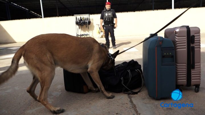 Imagen principal del reportaje sobre la labora de la Unidad Canina de la Policía Local.